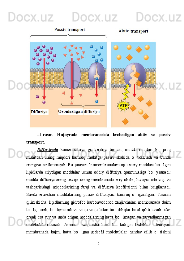11 -rasm.   Hujayrada   membranasida   kechadigan   aktiv   va   passiv
transport. 
Diffuziyada   konsentratsiya   gradientiga   binoan,   modda   miqdori   ko proq
muhitdan   uning   miqdori   kamroq   muhitga   passiv   shaklda   o tkaziladi   va   bunda	

energiya   sarflanmaydi.   Bu   jarayon   biomembranalarning   asosiy   moddasi   bo lgan	

lipidlarda   eriydigan   moddalar   uchun   oddiy   diffuziya   qonnunlariga   bo ysunadi:	

modda   diffuziyasining   tezligi   uning   membranada   eriy   olishi,   hujayra   ichidagi   va
tashqarisidagi   miqdorlarining   farqi   va   diffuziya   koeffitsienti   bilan   belgilanadi.
Suvda   eruvchan   moddalarning   passiv   diffuziyasi   kamroq   o rganilgan.   Taxmin	

qilinishicha, lipidlarning gidrofob karbonvodorod zanjirchalari membranada doim
to lg anib, to lqinlanib va  vaqti-vaqti  bilan bo shliqlar  hosil  qilib turadi, ular	
   
orqali esa suv va unda erigan moddalarning katta bo lmagan va zaryadlanmagan	

molekulalari   kiradi.   Ammo   vaqtincha   hosil   bo ladigan   teshiklar   teoriyasi	
  
membranada   hajmi   katta   bo lgan   gidrofil   molekulalar   qanday   qilib   o tishini
 
5 