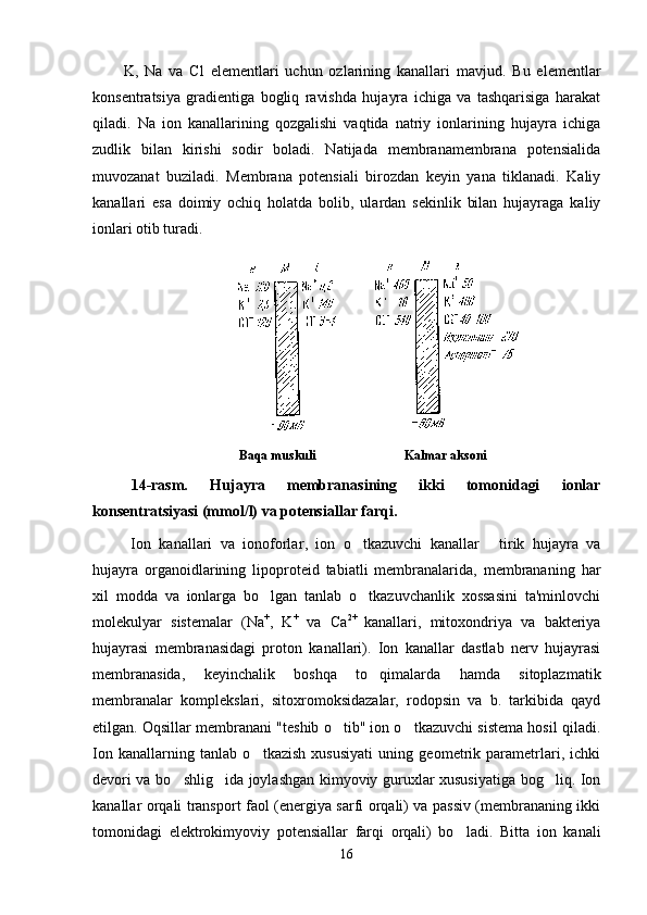 K,   Na   va   Cl   elementlari   uchun   ozlarining   kanallari   mavjud.   Bu   elementlar
konsentratsiya   gradientiga   bogliq   ravishda   hujayra   ichiga   va   tashqarisiga   harakat	

qiladi.   Na   ion   kanallarining   qozgalishi   vaqtida   natriy   ionlarining   hujayra   ichiga
 
zudlik   bilan   kirishi   sodir   boladi.   Natijada   membranamembrana   potensialida

muvozanat   buziladi.   Membrana   potensiali   birozdan   keyin   yana   tiklanadi.   Kaliy
kanallari   esa   doimiy   ochiq   holatda   bolib,   ulardan   sekinlik   bilan   hujayraga   kaliy	

ionlari otib turadi. 	

                                  Baqa muskuli                           Kalmar aksoni
14-rasm.   Hujayra   membranasining   ikki   tomonidagi   ionlar
konsentratsiyasi (mmol/l) va potensiallar farqi.
Ion   kanallari   va   ionoforlar ,   ion   o tkazuvchi   kanallar   tirik   hujayra   va	
 
hujayra   organoidlarining   lipoproteid   tabiatli   membranalarida,   membrananing   har
xil   modda   va   ionlarga   bo lgan   tanlab   o tkazuvchanlik   xossasini   ta'minlovchi	
 
molekulyar   sistemalar   (Na +
,   K +
  va   Ca 2+  
kanallari,   mitoxondriya   va   bakteriya
hujayrasi   membranasidagi   proton   kanallari).   Ion   kanallar   dastlab   nerv   hujayrasi
membranasida,   keyinchalik   boshqa   to qimalarda   hamda   sitoplazmatik	

membranalar   komplekslari,   sitoxromoksidazalar,   rodopsin   va   b.   tarkibida   qayd
etilgan. Oqsillar membranani "teshib o tib" ion o tkazuvchi sistema hosil qiladi.	
 
Ion   kanallarning   tanlab   o tkazish   xususiyati   uning   geometrik   parametrlari,   ichki	

devori va bo shlig ida joylashgan kimyoviy guruxlar xususiyatiga bog liq. Ion	
  
kanallar orqali transport faol (energiya sarfi orqali) va passiv (membrananing ikki
tomonidagi   elektrokimyoviy   potensiallar   farqi   orqali)   bo ladi.  	
 Bitta   ion   kanali
16 