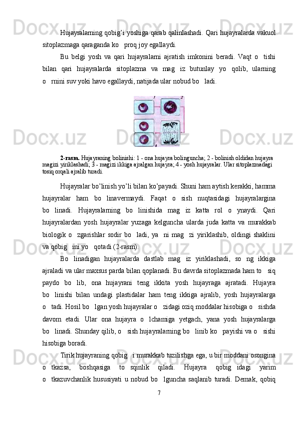 Hujayralarning   qobig ’ i   yoshiga   qarab   qalinlashadi .  Qari hujayralarda vakuol
sitoplazmaga qaraganda ko proq joy egallaydi.
Bu   belgi   yosh   va   qari   hujayralarni   ajratish   imkonini   beradi.   Vaqt   o tishi	

bilan   qari   hujayralarda   sitoplazma   va   mag iz   butunlay   yo qolib,   ularning	
 
o rnini suv yoki havo egallaydi, natijada ular nobud bo ladi.	
 
2 -rasm.  Hujayraning bolinishi	
 :  1 - ona hujayra bolinguncha; 2 - bolinish oldidan hujayra 	 
magizi yiriklashadi; 3 - magizi ikkiga ajralgan hujayra; 4 - yosh hujayralar. Ular sitoplazmadagi 	
 
tosiq orqali ajralib turadi.	

Hujayralar   bo ’ linish   yo ’ li   bilan   ko ’ payadi .  Shuni ham aytish kerakki, hamma
hujayralar   ham   bo linavermaydi.   Faqat   o sish   nuqtasidagi   hujayralargina	
 
bo linadi.   Hujayralarning   bo linishida   mag iz   katta   rol   o ynaydi.   Qari	
   
hujayralardan   yosh   hujayralar   yuzaga   kelguncha   ularda   juda   katta   va   murakkab
biologik   o zgarishlar   sodir   bo ladi,   ya ni   mag zi   yiriklashib,   oldingi   shaklini	
   
va qobig ini yo qotadi (2-rasm).	
 
Bo linadigan   hujayralarda   dastlab   mag iz   yiriklashadi,   so ng   ikkiga
  
ajraladi va ular maxsus parda bilan qoplanadi. Bu davrda sitoplazmada ham to siq	

paydo   bo lib,   ona   hujayrani   teng   ikkita   yosh   hujayraga   ajratadi.   Hujayra	

bo linishi   bilan   undagi   plastidalar   ham   teng   ikkiga   ajralib,   yosh   hujayralarga	

o tadi. Hosil bo lgan yosh hujayralar o zidagi oziq moddalar hisobiga o sishda
   
davom   etadi.   Ular   ona   hujayra   o lchamiga   yetgach,   yana   yosh   hujayralarga	

bo linadi. Shunday qilib, o sish hujayralarning bo linib ko payishi va o sishi	
    
hisobiga boradi.
Tirik hujayraning qobig i murakkab tuzilishga ega, u bir moddani osongina	

o tkazsa,   boshqasiga   to sqinlik   qiladi.   Hujayra   qobig idagi   yarim	
  
o tkazuvchanlik   hususiyati   u   nobud   bo lguncha   saqlanib   turadi.   Demak,   qobiq
 
7 