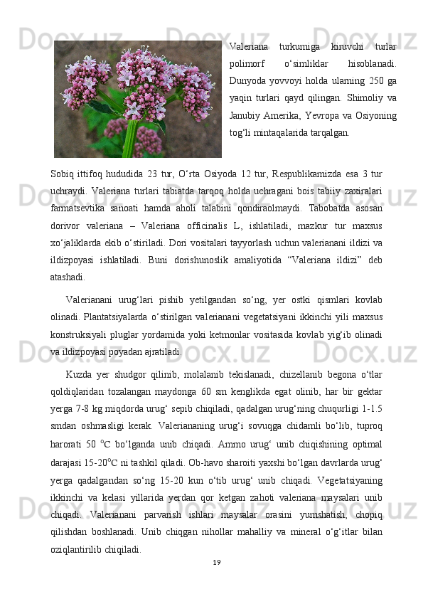 Valeriana   turkumiga   kiruvchi   turlar
polimorf   o‘simliklar   hisoblanadi.
Dunyoda   yovvoyi   holda   ularning   250   ga
yaqin   turlari   qayd   qilingan.   Shimoliy   va
Janubiy  Amerika, Yevropa  va Osiyoning
tog‘li mintaqalarida tarqalgan.
Sobiq   ittifoq   hududida   23   tur,   O‘rta   Osiyoda   12   tur,   Respublikamizda   esa   3   tur
uchraydi.   Valeriana   turlari   tabiatda   tarqoq   holda   uchragani   bois   tabiiy   zaxiralari
farmatsevtika   sanoati   hamda   aholi   talabini   qondiraolmaydi.   Tabobatda   asosan
dorivor   valeriana   –   Valeriana   officinalis   L,   ishlatiladi,   mazkur   tur   maxsus
xo‘jaliklarda ekib o‘stiriladi. Dori vositalari tayyorlash uchun valerianani ildizi va
ildizpoyasi   ishlatiladi.   Buni   dorishunoslik   amaliyotida   “Valeriana   ildizi”   deb
atashadi.
Valerianani   urug‘lari   pishib   yetilgandan   so‘ng,   yer   ostki   qismlari   kovlab
olinadi.   Plantatsiyalarda   o‘stirilgan   valerianani   vegetatsiyani   ikkinchi   yili   maxsus
konstruksiyali   pluglar   yordamida   yoki   ketmonlar   vositasida   kovlab   yig‘ib   olinadi
va ildizpoyasi poyadan ajratiladi.
Kuzda   yer   shudgor   qilinib,   molalanib   tekislanadi,   chizellanib   begona   o‘tlar
qoldiqlaridan   tozalangan   maydonga   60   sm   kenglikda   egat   olinib,   har   bir   gektar
yerga 7-8 kg miqdorda urug‘ sepib chiqiladi, qadalgan urug‘ning chuqurligi 1-1.5
smdan   oshmasligi   kerak.   Valeriananing   urug‘i   sovuqga   chidamli   bo‘lib,   tuproq
harorati   50   ℃   bo‘lganda   unib   chiqadi.   Ammo   urug‘   unib   chiqishining   optimal
darajasi 15-20 ℃  ni tashkil qiladi. Ob-havo sharoiti yaxshi bo‘lgan davrlarda urug‘
yerga   qadalgandan   so‘ng   15-20   kun   o‘tib   urug‘   unib   chiqadi.   Vegetatsiyaning
ikkinchi   va   kelasi   yillarida   yerdan   qor   ketgan   zahoti   valeriana   maysalari   unib
chiqadi.   Valerianani   parvarish   ishlari   maysalar   orasini   yumshatish,   chopiq
qilishdan   boshlanadi.   Unib   chiqgan   nihollar   mahalliy   va   mineral   o‘g‘itlar   bilan
oziqlantirilib chiqiladi.
19