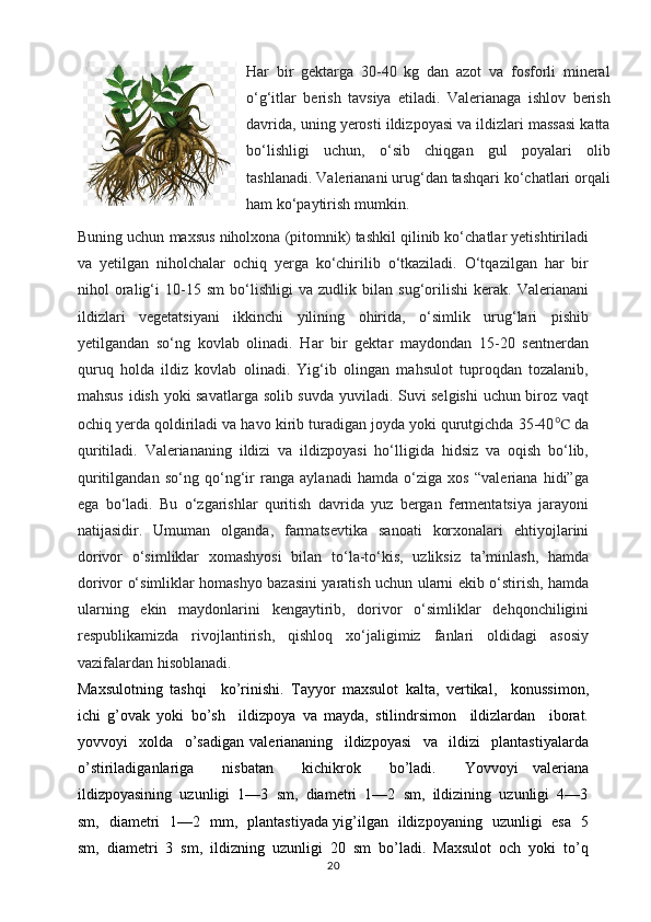 Har   bir   gektarga   30-40   kg   dan   azot   va   fosforli   mineral
o‘g‘itlar   berish   tavsiya   etiladi.   Valerianaga   ishlov   berish
davrida, uning yerosti ildizpoyasi va ildizlari massasi katta
bo‘lishligi   uchun,   o‘sib   chiqgan   gul   poyalari   olib
tashlanadi. Valerianani urug‘dan tashqari ko‘chatlari orqali
ham ko‘paytirish mumkin. 
Buning uchun maxsus niholxona (pitomnik) tashkil qilinib ko‘chatlar yetishtiriladi
va   yetilgan   niholchalar   ochiq   yerga   ko‘chirilib   o‘tkaziladi.   O‘tqazilgan   har   bir
nihol   oralig‘i   10-15   sm   bo‘lishligi   va   zudlik   bilan   sug‘orilishi   kerak.   Valerianani
ildizlari   vegetatsiyani   ikkinchi   yilining   ohirida,   o‘simlik   urug‘lari   pishib
yetilgandan   so‘ng   kovlab   olinadi.   Har   bir   gektar   maydondan   15-20   sentnerdan
quruq   holda   ildiz   kovlab   olinadi.   Yig‘ib   olingan   mahsulot   tuproqdan   tozalanib,
mahsus idish yoki savatlarga solib suvda yuviladi. Suvi selgishi  uchun biroz vaqt
ochiq yerda qoldiriladi va havo kirib turadigan joyda yoki qurutgichda 35-40 ℃  da
quritiladi.   Valeriananing   ildizi   va   ildizpoyasi   ho‘lligida   hidsiz   va   oqish   bo‘lib,
quritilgandan   so‘ng   qo‘ng‘ir   ranga   aylanadi   hamda   o‘ziga   xos   “valeriana   hidi”ga
ega   bo‘ladi.   Bu   o‘zgarishlar   quritish   davrida   yuz   bergan   fermentatsiya   jarayoni
natijasidir.   Umuman   olganda,   farmatsevtika   sanoati   korxonalari   ehtiyojlarini
dorivor   o‘simliklar   xomashyosi   bilan   to‘la-to‘kis,   uzliksiz   ta’minlash,   hamda
dorivor o‘simliklar homashyo bazasini yaratish uchun ularni ekib o‘stirish, hamda
ularning   ekin   maydonlarini   kengaytirib,   dorivor   o‘simliklar   dehqonchiligini
respublikamizda   rivojlantirish,   qishloq   xo‘jaligimiz   fanlari   oldidagi   asosiy
vazifalardan hisoblanadi.
Maxsulotning   tashqi     ko’rinishi.   Tayyor   maxsulot   kalta,   vertikal,     konussimon,
ichi   g’ovak   yoki   bo’sh     ildizpoya   va   mayda,   stilindrsimon     ildizlardan     iborat.
yovvoyi     xolda     o’sadigan   valeriananing     ildizpoyasi     va     ildizi     plantastiyalarda
o’stiriladiganlariga     nisbatan     kichikrok     bo’ladi.     Yovvoyi   valeriana
ildizpoyasining  uzunligi  1—3  sm,  diametri  1—2  sm,  ildizining  uzunligi  4—3
sm,   diametri   1—2   mm,   plantastiyada yig’ilgan   ildizpoyaning   uzunligi   esa   5
sm,  diametri  3  sm,  ildizning  uzunligi  20  sm  bo’ladi.  Maxsulot  och  yoki  to’q
20 