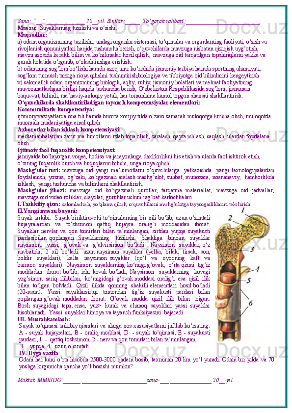 Sana: “__” _____________ 20__yil. Sinflar:_____. To‘garak rahbari:_________________________   
Mavzu:    Suyaklarniag tuzilishi va o‘sishi.   
Maqsadlar: 
a) odam organizmining tuzilishi, undagi organlar sistemasi, to‘qimalar va organlarning faoliyati, o‘sish va 
rivojlanish qonuniyatlari haqida tushuncha berish, o‘quvchilarda mavzuga nisbatan qiziqish uyg’otish, 
mavzu asosida kerakli bilim va ko‘nikmalar hosil qilish,  mavzuga oid tarqatilgan topshiriqlarni yakka va 
guruh holatida o‘rganib, o‘zlashtirishga erishish. 
b) odamning sog’lom bo‘lishi hamda uzoq umr ko‘rishida jismoniy tarbiya hamda sportning ahamiyati, 
sog’lom turmush tarziga rioya qilishni tushuntirish,biologiya va tibbiyotga oid bilimlarini kengaytirish.
v) salomatlik odam organizmining biologik, aqliy, ruhiy, jismoniy holatlari va mehnat faoliyatining 
muvozanatlashgan birligi haqida tushuncha berish, O‘zbekiston Respublikasida sog’lom, jismonan 
baquvvat, bilimli, ma’naviy-axloqiy yetuk, har tomonlama kamol topgan shaxsni shakllantirish.
O‘quvchilarda shakllantiriladigan tayanch kompetensiyalar elementlari:
Kommunikativ kompetensiya:
ijtimoiy vaziyatlarda ona tili hamda birorta xorijiy tilda o‘zaro samarali muloqotga kirisha olish, muloqotda 
muomala madaniyatiga amal qilish.
Axborotlar bilan ishlash kompetensiyasi:
mediamanbalardan zarur ma’lumotlarni izlab topa olish, saralash, qayta ishlash, saqlash, ulardan foydalana 
olish.
Ijtimoiy faol fuqarolik kompetensiyasi:
jamiyatda bo‘layotgan voqea, hodisa va jarayonlarga daxldorlikni his etish va ularda faol ishtirok etish, 
o‘zining fuqarolik burch va huquqlarini bilishi, unga rioya qilish.
Mashg’ulot   turi:   mavzuga   oid   yangi   ma’lumotlarni   o‘quvchilarga     yetkazishda     yangi   texnologiyalardan
foydalanish,   yozma, og’zaki, ko‘rgazmali   aralash mashg’ulot, suhbat, munozara,   noananaviy,   hamkorlikda
ishlash,  yangi tushuncha va bilimlarni shakllantirish.
Mashg’ulot   jihozi:   mavzuga   oid   ko‘rgazmali   qurollar,   tarqatma   materiallar,   mavzuga   oid   jadvallar,
mavzuga oid video roliklar, slaydlar, guruhlar uchun rag ʻ bat kartochkalari.
I.Tashkiliy qism:   salomlashish, yo‘qlama qilish, o quvchilarni mashg’ulotga tayyorgarliklarini tekshirish.ʻ
II.Yangi mavzu bayoni:  
Suyak tarkibi.   Suyak biriktiruvchi  to‘qimalarning bir xili bo‘lib, uzun o‘simtali
hujayralardan     va     to‘shsimon     qattiq     hujayra     oralig’i     moddasidan     iborat.
Suyaklar   nervlar   va   qon   tomirlari   bilan   ta’minlangan,   sirtdan   yupqa   suyakusti
pardasibilan   qoplangan.   Suyaklarning     tuzilishi.     Shakliga     binoan     suyaklar
naysimon,     yassi,     g’ovak   va     g’alvirsimon     bo‘ladi.     Naysimon     suyaklar,   o‘z
navbatida,  2  xil  bo‘ladi:  uzun naysimon  suyaklar  (yelka,  bilak,  tirsak,  son,
boldir     suyaklari),     kalta     naysimon   suyaklar     (qo‘l     va     oyoqning     kaft     va
barmoq  suyaklari).  Naysimon  suyaklarning ko‘migi g’ovak,  o‘rta qismi  tig’iz
moddadan     iborat   bo‘lib,   ichi   kovak   bo‘ladi,   Naysimon     suyaklarning     kovagi
yog’simon  sariq  ilikbilan,  ko‘migidagi  g’ovak moddasi  oralig’i  esa  qizil  ilik
bilan  to‘lgan  boMadi.  Qizil  ilikda  qonning  shakilli elementlari  hosil bo‘ladi
(20-rasm).   Yassi   suyaklarsirtqi   tomondan   tig’iz   suyakusti   pardasi   bilan
qoplangan g’ovak moddadan   iborat.   G’ovak   modda   qizil    ilik    bilan    toigan.
Bosh  suyagidagi  tepa, ensa,  yuz>  kurak  va  chanoq  suyaklari  yassi  suyaklar
hisoblanadi.  Yassi  suyaklar himoya va tayanch funksiyasini  bajaradi. 
III. Mustahkamlash: 
Suyak to‘qimasi tarkibiy qismlari va ularga xos xususiyatlami juftlab ko‘rsating:
A  -  suyak  hujayralari,   В   -  oraliq   moddasi,  D     -  suyak  to‘qimasi,  E  -  suyakusti
pardasi; 1  -  qattiq toshsimon, 2 - nerv va qon tomirlari bilan ta’minlangan, 
 3  - yupqa, 4 - uzun o‘simtali. 
IV. Uyga vazifa :
Odam har kuni o‘rta hisobda 2500-3000 qadam bosib, taxminan 20 km yo‘l yuradi. Odam bir yilda va 70
yoshga kirgunicha qancha yo‘l bosishi mumkin? 
 
Maktab MMIBDO‘______ ______________________sana-___ ______________ 20__-yil 