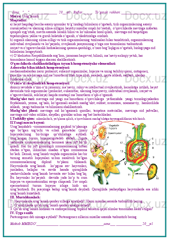   Sana:   “__”   _______________   20__-yil.   Sinflar:_____.   To‘garak   rahbari:______________________
Mavzu:   Urug‘lanish.     
Maqsadlar: 
a) hayot haqidagi barcha asosiy qonunlar to‘g‘risidagi bilimlarni o‘rgatash, tirik organizmlarning asosiy 
xususiyatlari va ularning xilma-xilligini hayotiy misollar orqali ko‘rsatish,  o‘quvchilarda mavzuga nisbatan 
qiziqish uyg‘otish, mavzu asosida kerakli bilim va ko‘nikmalar hosil qilish,  mavzuga oid tarqatilgan 
topshiriqlarni yakka va guruh holatida o‘rganib, o‘zlashtirishga erishish. 
b) organik olamning xilma-xilligi va tirik organizmlarning tuzilmalari bilan tanishtirish, organizmlarning 
individual rivojlanishi va ko‘payishi, rivojlanish jarayonining o‘ziga xos tomonlarini tushuntirish
irsiyat va o‘zgaruvchanlik hodisalarining qarama-qarshiligi, o‘zaro bog‘liqligini o‘rgatish, biologiyaga oid 
bilimlarini kengaytirish.
v) O‘zbekiston Respublikasida sog‘lom, jismonan baquvvat, bilimli, ma’naviy-axloqiy yetuk, har 
tomonlama kamol topgan shaxsni shakllantirish.
O‘quvchilarda shakllantiriladigan tayanch kompetensiyalar elementlari:
Axborotlar bilan ishlash kompetensiyasi:
mediamanbalardan zarur prokariot, eukariot organizmlar, hujayra va uning tarkibiy qismi, ontogenez, 
genetika va seleksiyaga oid ma’lumotlarni izlab topa olish, saralash, qayta ishlash, saqlash, ulardan 
foydalana olish.
O‘zini o‘zi rivojlantirish kompetensiyasi:
doimiy ravishda o‘zini-o‘zi jismoniy, ma’naviy, ruhiy va intellectual rivojlantirish, kamolotga intilish, hayot 
davomida tirik organizmlar (prokariot, eukariotlar, ularning hujayraviy, individual rivojlanish, irsiyat va 
o‘zgaruvchanlik, seleksiya) haqida mustaqil ma’lumotlarni o‘qib-o‘rganish.
Mashg‘ulot   turi:   mavzuga   oid   yangi   ma’lumotlarni   o‘quvchilarga     yetkazishda     yangi   texnologiyalardan
foydalanish,   yozma, og‘zaki, ko‘rgazmali   aralash mashg‘ulot, suhbat, munozara,   noananaviy,   hamkorlikda
ishlash,  yangi tushuncha va bilimlarni shakllantirish.
Mashg‘ulot   jihozi:   mavzuga   oid   ko ‘ rgazmali   qurollar,   tarqatma   materiallar,   mavzuga   oid   jadvallar,
mavzuga oid video roliklar, slaydlar, guruhlar uchun rag ʻ bat kartochkalari.
I.Tashkiliy qism:   salomlashish, yo‘qlama qilish, o quvchilarni mashg‘ulotga tayyorgarliklarini tekshirish.ʻ
II.Yangi mavzu bayoni:
Urug‘lanishdeb –xromosomalarning gaploid to‘plamiga
ega   bo‘lgan   urg‘ochi   va   erkak   gametalar   (jinsiy
hujayralar)ning   bir-biriga   qo‘shilishiga   aytiladi.
urug‘langan   tuxum   hujayrazigotadeb   ataladi.   Zigota
yadrosida   xromosomalarning   hammasi   yana   juft   bo‘lib
qoladi:   Har   bir   juft   gomologik   xromosomaning   bittasi
otadan   o‘tgan,   ikkinchisi   onadan   o‘tgan   xromosoma
bo‘ladi.  Demak, urug‘lanish vaqtida organizmlar har bir
turning   somatik   hujayralari   uchun   xarakterli   bo‘lgan
xromosomalarning   diploid   to‘plami   tiklanadi.
Hayvonlarda   urug‘lanish.     ko‘pgina   suv   hayvonlari,
jumladan,   baliqlar   va   suvda   hamda   quruqlikda
yashovchilarda   urug‘lanish   bevosita   suv   bilan   bog‘liq.
Bu   hayvonlar   ko‘payish     davrida   juda   ko‘p   tu   xum
hujayra va spermatozoidini  suvga chiqaradi. Suv orqali
spermatozoid   tuxum   hujayra   ichiga   kirib   uni
urug‘lantiradi.   Bu   jarayonga   tashqi   urug‘lanish   deyiladi.   Quruqlikda   yashaydigan   hayvonlarda   esa   ichki
urug‘lanish kuzatiladi.
III. Mustahkamlash: 
1.  Hayvonlarda urug‘lanish qanday xillarga ajratiladi? Ularni misollar asosida tushuntirib bering.
2.  O‘simliklarda qo‘sh urug‘lanish qanday amalga oshadi?
3. Qo‘sh urug‘lanish hodisasi va endospermning triploid tabiatini qaysi olimlar tomonidan kashf etilgan?
IV. Uyga vazifa :    
Partenogenez deb nimaga aytiladi? Partenogenez xillarini misollar asosida tushuntirib bering.
Maktab MMIBDO‘_____________ __________________________sana___ _______________ 20__yil 