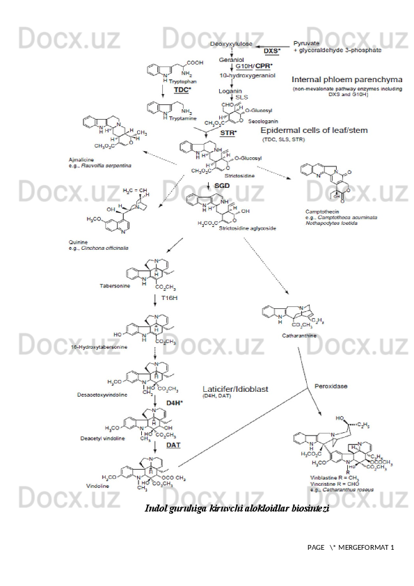 Indol guruhiga kiruvchi alokloidlar biosintezi
 PAGE   \* MERGEFORMAT 1
