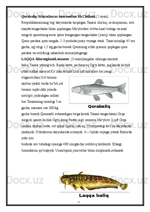 Qorabaliq-Schizothorax intermedius McClelland. (2-rasm). 
Respublikamizning tog' daryolarida tarqalgan.Tanasi cho'ziq, urchuqsimon, sirti 
mayda tangachalar bilan qoplangan.Mo'ylovlari to'rtta.Anal teshigi va anal 
suzgich qanotining asosi qator kengaygan tangachalar (yoriq) bilan qoplangan. 
Qorin pardasi qora rangda, 2-3 yoshida jinsiy voyaga etadi. Tana uzunligi 45 sm 
gacha, og ‘ irligi 1,5 kg gacha boradi.Qornining ichki qismini qoplagan qora 
pardasi va uvildirigi zaharlash xususiyatigaega.
LAQQA-SilurusglanisLinnaeus . (3-rasm)laqqalar oilasiga mansub 
baliq.Tanasi yalang'och. Boshi katta, pachaqroq.Og'zi katta, jag ‘ larida kichik 
o'tkir tishlar mavjud.Ko ‘ zlari kichik.Uch juft mo'ylovi bor,rangi 
o'zgaruvchan.Ust tomoni
zaytun-yashil tusda bo ‘ lib,ost
tomoni oqdir,ikki yonida
noto'g'ri joylashgan xollari
bor.Tanasining uzunligi 5 m
gacha, massasi esa 300 kg
gacha boradi.Qimmatli ovlanadigan turga kiradi.Tanasi tangachasiz.Orqa 
suzgich qanoti kichik.Og'zi keng.Pastki jag'i uzunroq.Mo'ylovi 3 juft.Orqa 
tomoni zaytun tusda, ost qismi (qorni) esa oq. Yevropadagi ko'l va daryolarda 
yashaydi. O'zbekiston daryolarida uchraydi. 4 — 5yilda voyaga yetadi.Bahorda 
yoki yoz
boshida suv tubidagi uyasiga 480 mingtacha uvildiriq tashlaydi. Erkagi 
tuxumlarini qo'riqlaydi. Umurtqasiz jonivorlar bilan oziqlanadi,ovlanadi.
    
16 