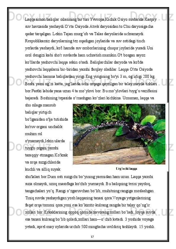 Laqqasimon baliqlar oilasining bir turi Yevropa,Kichik Osiyo suvlarida Kaspiy 
suv havzasida yashaydi.O ‘ rta Osiyoda Atrek daryosidan to Chu daryosigacha 
qadar tarqalgan. Lekin Tajan murg ‘ ob va Talas daryolarida uchramaydi.
Respublikamiz daryolarning tez oqadigan joylarida va suv ostidagi tinch 
yerlarda yashaydi, ko'l hamda suv omborlarining chuqur joylarida yuradi.Uni 
orol dengizi kabi sho'r suvlarda ham uchratish mumkin.O't bosgan sayoz 
ko ‘ llarda yashovchi laqqa sekin o'sadi. Baliqlarchilar daryoda va ko'lda 
yashovchi laqqalarni bir-biridan yaxshi farqlay oladilar. Laqqa O'rta Osiyoda 
yashovchi hamma baliqlardan yirigi.Eng yirigining bo'yi 3 m, og ‘ irligi 200 kg. 
Boshi yassi og ‘ zi katta, jag ‘ larida uchi orqaga qayrilgan bir talay mayda tishlari 
bor.Pastki labida yana uzun 4 ta mo ‘ ylovi bor. Bu mo ‘ ylovlari tuyg ‘ u vazifasini 
bajaradi. Boshining tepasida o ‘ rnashgan ko ‘ zlari kichkina. Umuman, laqqa va 
shu oilaga mansub
baliqlar yirtqich
bo ‘ lganidan o'lja tutishida
ko'ruv organi unchalik
muhim rol
o'ynamaydi,lekin ularda
tuyg'u organi yaxshi
taraqqiy etmagan.Ko'krak
va orqa suzgichlarida
kuchli va silliq suyak
shu'lalari bor.Dum osti suzgichi bo ‘ yining yarmidan ham uzun. Laqqa yaxshi 
suza olmaydi, uzoq masofaga ko'chib yurmaydi. Bu baliqning terisi yaydoq, 
tangachalari yo ‘ q. Rangi o ‘ zgaruvchan bo ‘ lib, muhitning rangiga moslashgan. 
Tiniq suvda yashaydigan yosh laqqaning tanasi qora.Voyaga yetganlarining 
faqat orqa tomoni qora,yoni esa ko ’ kimtir-kulrang rangda bir talay qo ’ ng ’ ir 
xollari bor. Erkaklarining oppoq qornida xavorang xollari bo ’ ladi, loyqa suvda 
esa tanasi kulrang bo ’ lib qoladi,xollari ham―o‘chib ketadi. 3 yoshida voyaga 
yetadi, aprel-may oylarida urchib 500 mingtacha uvildiriq tashlaydi. 15 yoshli 
17 
