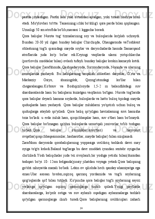 pastda joylashgan. Pastki labi yoki o'rtasidan ajralgan, yoki tutash hoshiya hosil
etadi. Mo'ylovlari to'rtta. Tanasining ichki bo'shlig'i qora parda bilan qoplangan.
Uzunligi 50 sm atrofida bo'lib,massasi 1 kggacha boradi.
Qora   baliqlar   Nurota   tog'   tizmalarining   soy   va   buloqlarida   ko'plab   uchraydi.
Bundan   20-30   yil   ilgari   bunday   baliqlar   Chirchiqda,   Ohangaronda   vaToshkent
oblastining   tog'li   qismidagi   mayda   soylar   va   daryochalarda   hamda   Samarqand
atroflarida   juda   ko'p   bo'lar   edi.Keyingi   vaqtlarda   ularni   yirtqichlarcha
(portlovchi moddalar bilan) ovlash tufayli bunday baliqlar keskin kamayib ketdi.
Qora baliqlar Zarafshonda, Qashqadaryoda, Surxondaryoda, Norinda va ularning
irmoqlarida   yashaydi.   Bu   baliqlarning   tarqalish   oblastlari   daryolar,   O’rta   va
Markaziy   Osiyo,   shuningdek,   Qozog'istondagi   ko'llar   bilan
chegaralangan.Ko'ksuv   va   Boshqizilsoyda   1,5-2   m   balandlikdagi   suv
sharsharalarida ham  bu baliqlarni kuzatgan vaqtlarim bo'lgan. Nurota tog'larida
qora baliqlar deyarli hamma soylarda, buloqlarda va hatto buloq tipidagi mayda
quduqlarda   ham   yashaydi.   Qora   baliqlar   zuluklarni   yo'qotish   uchun   buloq   va
quduqlarga   ataylab   qo'yiladi.   Qora   baliq   qo'yilgan   havzalarning   suvi   hamisha
toza   bo'ladi:   u   erda   zuluk   ham,  qisqichbaqalar   ham,   suv   o'tlari   ham   bo'lmaydi.
Qora   baliqlar   bo'lmagan   qo'shni   buloqlarda   umurtqali   jonivorlar   to'lib   toshgan
bo'ladi.Qora   baliqlar   o'simliklar(suvo'tlari)   va   hayvonot
ovqatlar(qisqichbaqasimonlar, hasharotlar, mayda baliqlar) bilan oziqlanadi.
Zarafshon   daryosida   qorabaliqlarning   yoppasiga   uvildiriq   tashlash   davri   may
oyiga  to'g'ri   keladi.Baland   tog'larga   bu  davr  muddati  iyundan  sentabr   oyigacha
cho'ziladi.Yosh baliqchalar juda tez rivojlanib,bir yoshga yetishi bilan(dumidan
tashqari   bo'yi   10-   12sm   kelganda)jinsiy   jihatdan   voyaga   yetadi.Qora   baliqning
go'shti nihoyatda mazali bo'ladi. Lekin ov qilishda hech qanday ahamiyatga ega
emas.Ular   asosan   breden,oqizoq   qarmoq   yordamida   va   tog'li   soylarning
qirg'oqlarida   qo'l   bilan   tutiladi.   Ko'pincha   qora   baliqlar   tog'li   soylarning   sayoz
yerlariga   qo'yilgan   oqizoq   qarmoqlarga   tushib   qoladi.Yozgi   paytlarda
sharsharalarga,   ko'prik   ostiga   va   suv   aylanib   oqadigan   aylanmalarga   tashlab
qo'yilgan   qarmoqlarga   ilinib   turadi.Qora   baliqlarning   uvildiriqlari   zaharli
24