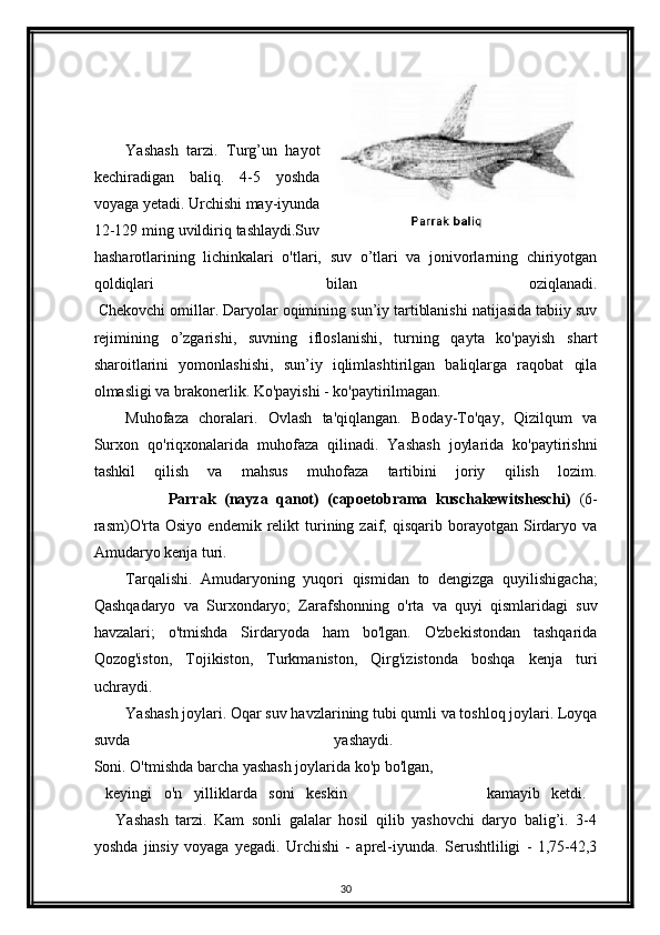                       
Yashash   tarzi.   Turg’un   hayot
kechiradigan   baliq.   4-5   yoshda
voyaga yetadi. Urchishi may-iyunda
12-129 ming uvildiriq tashlaydi.Suv
hasharotlarining   lichinkalari   o'tlari,   suv   o’tlari   va   jonivorlarning   chiriyotgan
qoldiqlari   bilan   oziqlanadi.
 Chekovchi omillar. Daryolar oqimining sun’iy tartiblanishi natijasida tabiiy suv
rejimining   o’zgarishi,   suvning   ifloslanishi,   turning   qayta   ko'payish   shart
sharoitlarini   yomonlashishi,   sun’iy   iqlimlashtirilgan   baliqlarga   raqobat   qila
olmasligi va brakonerlik. Ko'payishi - ko'paytirilmagan.
Muhofaza   choralari.   Ovlash   ta'qiqlangan.   Boday-To'qay,   Qizilqum   va
Surxon   qo'riqxonalarida   muhofaza   qilinadi.   Yashash   joylarida   ko'paytirishni
tashkil   qilish   va   mahsus   muhofaza   tartibini   joriy   qilish   lozim.
                  Parrak   (nayza   qanot)   (capoetobrama   kuschakewitsheschi)   (6-
rasm)O'rta   Osiyo   endemik   relikt   turining   zaif,   qisqarib  borayotgan   Sirdaryo  va
Amudaryo kenja turi.
Tarqalishi.   Amudaryoning   yuqori   qismidan   to   dengizga   quyilishigacha;
Qashqadaryo   va   Surxondaryo;   Zarafshonning   o'rta   va   quyi   qismlaridagi   suv
havzalari;   o'tmishda   Sirdaryoda   ham   bo'lgan.   O'zbekistondan   tashqarida
Qozog'iston,   Tojikiston,   Turkmaniston,   Qirg'izistonda   boshqa   kenja   turi
uchraydi.
Yashash joylari. Oqar suv havzlarining tubi qumli va toshloq joylari. Loyqa
suvda   yashaydi.  
Soni. O'tmishda barcha yashash joylarida ko'p bo'lgan,
  keyingi   o'n   yilliklarda   soni   keskin                         k amayib   ketdi.  
      Yashash   tarzi.   Kam   sonli   galalar   hosil   qilib   yashovchi   daryo   balig’i.   3-4
yoshda   jinsiy   voyaga   yegadi.   Urchishi   -   aprel-iyunda.   Serushtliligi   -   1,75-42,3
30 