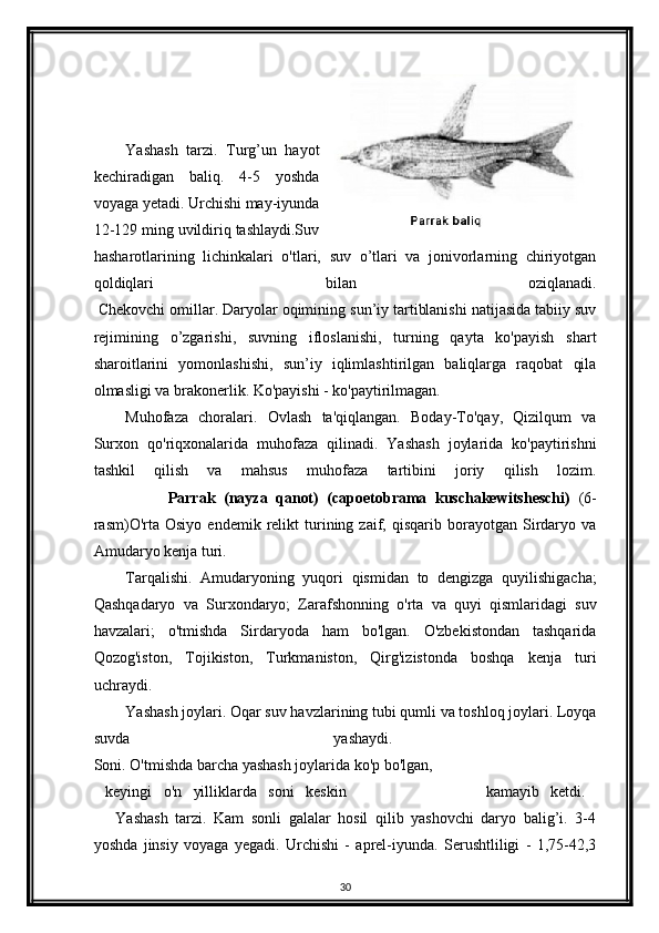 Yashash   tarzi.   Turg’un   hayot
kechiradigan   baliq.   4-5   yoshda
voyaga yetadi. Urchishi may-iyunda
12-129 ming uvildiriq tashlaydi.Suv
hasharotlarining   lichinkalari   o'tlari,   suv   o’tlari   va   jonivorlarning   chiriyotgan
qoldiqlari   bilan   oziqlanadi.
 Chekovchi omillar. Daryolar oqimining sun’iy tartiblanishi natijasida tabiiy suv
rejimining   o’zgarishi,   suvning   ifloslanishi,   turning   qayta   ko'payish   shart
sharoitlarini   yomonlashishi,   sun’iy   iqlimlashtirilgan   baliqlarga   raqobat   qila
olmasligi va brakonerlik. Ko'payishi - ko'paytirilmagan.
Muhofaza   choralari.   Ovlash   ta'qiqlangan.   Boday-To'qay,   Qizilqum   va
Surxon   qo'riqxonalarida   muhofaza   qilinadi.   Yashash   joylarida   ko'paytirishni
tashkil   qilish   va   mahsus   muhofaza   tartibini   joriy   qilish   lozim.
                  Parrak   (nayza   qanot)   (capoetobrama   kuschakewitsheschi)   (6-
rasm)O'rta   Osiyo   endemik   relikt   turining   zaif,   qisqarib  borayotgan   Sirdaryo  va
Amudaryo kenja turi.
Tarqalishi.   Amudaryoning   yuqori   qismidan   to   dengizga   quyilishigacha;
Qashqadaryo   va   Surxondaryo;   Zarafshonning   o'rta   va   quyi   qismlaridagi   suv
havzalari;   o'tmishda   Sirdaryoda   ham   bo'lgan.   O'zbekistondan   tashqarida
Qozog'iston,   Tojikiston,   Turkmaniston,   Qirg'izistonda   boshqa   kenja   turi
uchraydi.
Yashash joylari. Oqar suv havzlarining tubi qumli va toshloq joylari. Loyqa
suvda   yashaydi.  
Soni. O'tmishda barcha yashash joylarida ko'p bo'lgan,
  keyingi   o'n   yilliklarda   soni   keskin                         k amayib   ketdi.  
      Yashash   tarzi.   Kam   sonli   galalar   hosil   qilib   yashovchi   daryo   balig’i.   3-4
yoshda   jinsiy   voyaga   yegadi.   Urchishi   -   aprel-iyunda.   Serushtliligi   -   1,75-42,3
30