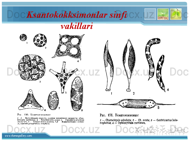 www.themegallery.com Ksantokokksimonlar sinfi 
vakillari   