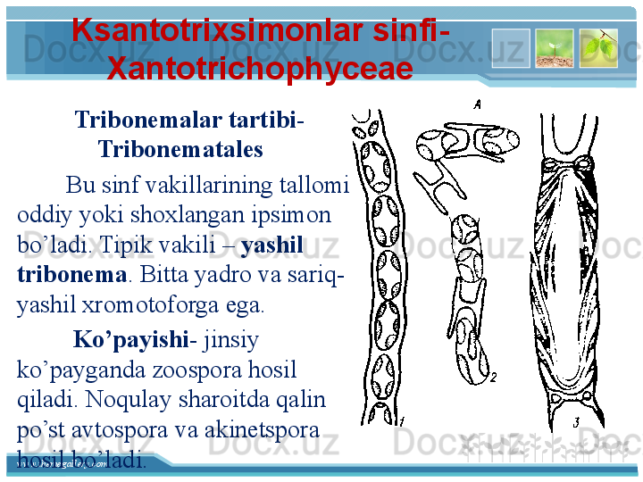 www.themegallery.com Ksantotrixsimonlar sinfi- 
Xantotrichophyceae
   Tribonemalar tartibi-
Tribonematales 
         Bu sinf vakillarining tallomi 
oddiy yoki shoxlangan ipsimon 
bo’ladi. Tipik vakili –  yashil 
tribonema . Bitta yadro va sariq-
yashil xromotoforga ega.
          Ko’payishi - jinsiy 
ko’payganda zoospora hosil 
qiladi. Noqulay sharoitda qalin 
po’st avtospora va akinetspora 
hosil bo’ladi.   