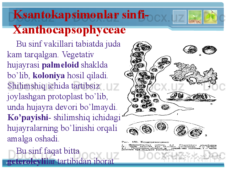 www.themegallery.com Ksantokapsimonlar sinfi-
Xanthocapsophyceae
         Bu sinf vakillari tabiatda juda 
kam tarqalgan. Vegetativ 
hujayrasi  palmeloid  shaklda 
bo’lib,  koloniya  hosil qiladi. 
Shilimshiq ichida tartibsiz 
joylashgan protoplast bo’lib, 
unda hujayra devori bo’lmaydi. 
Ko’payishi-  shilimshiq ichidagi 
hujayralarning bo’linishi orqali 
amalga oshadi.
         Bu sinf faqat bitta 
geteroleyli lar tartibidan iborat   