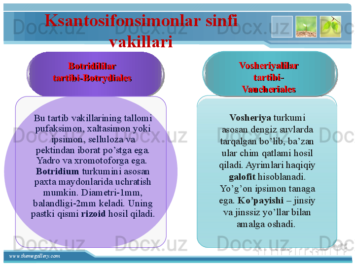 www.themegallery.com Ksantosifonsimonlar sinfi 
vakillari
Botridililar 
tartibi-Botrydiales Vosheriyalilar 
tartibi-
Vaucheriales
Vosheriya  turkumi 
asosan dengiz suvlarda 
tarqalgan bo’lib, ba’zan 
ular chim qatlami hosil 
qiladi. Ayrimlari haqiqiy 
galofit  hisoblanadi. 
Yo’g’on ipsimon tanaga 
ega.  Ko’payishi  – jinsiy 
va jinssiz yo’llar bilan 
amalga oshadi. Bu tartib vakillarining tallomi 
pufaksimon, xaltasimon yoki 
ipsimon, selluloza va 
pektindan iborat po’stga ega. 
Yadro va xromotoforga ega. 
Botridium  turkumini asosan 
paxta maydonlarida uchratish 
mumkin. Diametri-1mm, 
balandligi-2mm keladi. Uning 
pastki qismi  rizoid  hosil qiladi.