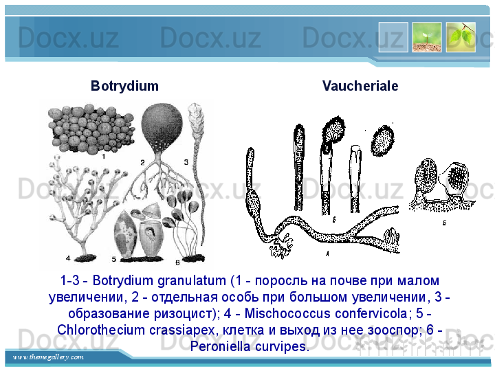 www.themegallery.com 1-3 - Botrydium granulatum (1 - поросль на почве при малом 
увеличении, 2 - отдельная особь при большом увеличении, 3 - 
образование ризоцист); 4 - Mischococcus confervicola; 5 - 
Chlorothecium crassiapex, клетка и выход из нее зооспор; 6 - 
Peroniella curvipes.    VaucherialeBotrydium   