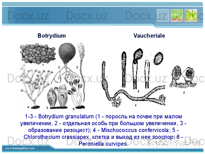 www.themegallery.com 1-3 - Botrydium granulatum (1 - поросль на почве при малом 
увеличении, 2 - отдельная особь при большом увеличении, 3 - 
образование ризоцист); 4 - Mischococcus confervicola; 5 - 
Chlorothecium crassiapex, клетка и выход из нее зооспор; 6 - 
Peroniella curvipes.    VaucherialeBotrydium