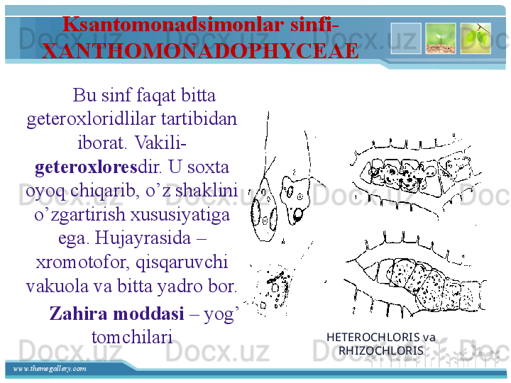 www.themegallery.com Ksantomonadsimonlar   sinfi-  
XANTHOMONADOPHYCEAE
          Bu sinf faqat bitta 
geteroxloridlilar tartibidan 
iborat. Vakili-
geteroxlores dir. U soxta 
oyoq chiqarib, o’z shaklini 
o’zgartirish xususiyatiga 
ega. Hujayrasida – 
xromotofor, qisqaruvchi 
vakuola va bitta yadro bor.
          Zahira moddasi  – yog’ 
tomchilari HETEROCHLORI S v a 
RHIZOCHLORI S