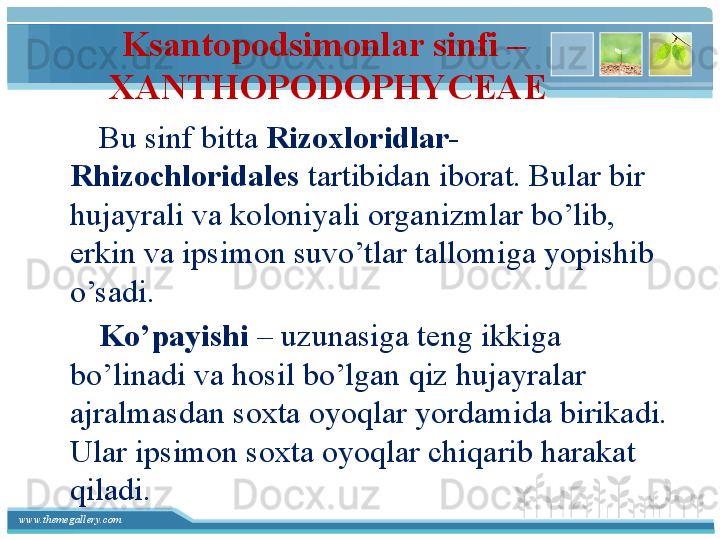 www.themegallery.com Ksantopodsimonlar sinfi – 
XANTHOPODOPHYCEAE
        Bu sinf bitta  Rizoxloridlar-
Rhizochloridales  tartibidan iborat. Bular bir 
hujayrali va koloniyali organizmlar bo’lib, 
erkin va ipsimon suvo’tlar tallomiga yopishib 
o’sadi. 
        Ko’payishi  – uzunasiga teng ikkiga 
bo’linadi va hosil bo’lgan qiz hujayralar 
ajralmasdan soxta oyoqlar yordamida birikadi. 
Ular ipsimon soxta oyoqlar chiqarib harakat 
qiladi.   