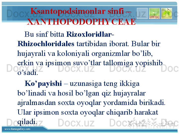 www.themegallery.com Ksantopodsimonlar sinfi – 
XANTHOPODOPHYCEAE
        Bu sinf bitta  Rizoxloridlar-
Rhizochloridales  tartibidan iborat. Bular bir 
hujayrali va koloniyali organizmlar bo’lib, 
erkin va ipsimon suvo’tlar tallomiga yopishib 
o’sadi. 
        Ko’payishi  – uzunasiga teng ikkiga 
bo’linadi va hosil bo’lgan qiz hujayralar 
ajralmasdan soxta oyoqlar yordamida birikadi. 
Ular ipsimon soxta oyoqlar chiqarib harakat 
qiladi.