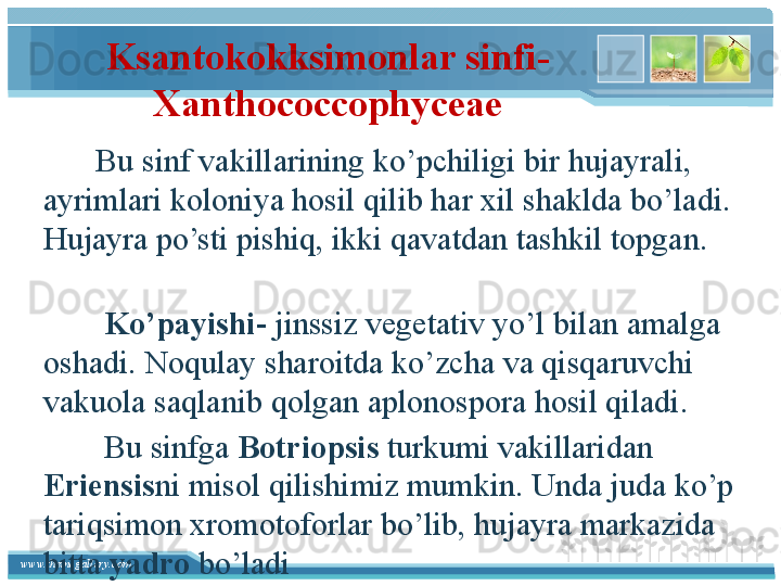 www.themegallery.com Ksantokokksimonlar sinfi- 
Xanthococcophyceae
           Bu sinf vakillarining ko’pchiligi bir hujayrali, 
ayrimlari koloniya hosil qilib har xil shaklda bo’ladi. 
Hujayra po’sti pishiq, ikki qavatdan tashkil topgan.        
  
            Ko’payishi - jinssiz vegetativ yo’l bilan amalga 
oshadi. Noqulay sharoitda ko’zcha va qisqaruvchi 
vakuola saqlanib qolgan aplonospora hosil qiladi. 
            Bu sinfga  Botriopsis  turkumi vakillaridan 
Eriensis ni misol qilishimiz mumkin. Unda juda ko’p 
tariqsimon xromotoforlar bo’lib, hujayra markazida 
bitta  yadro  bo’ladi   