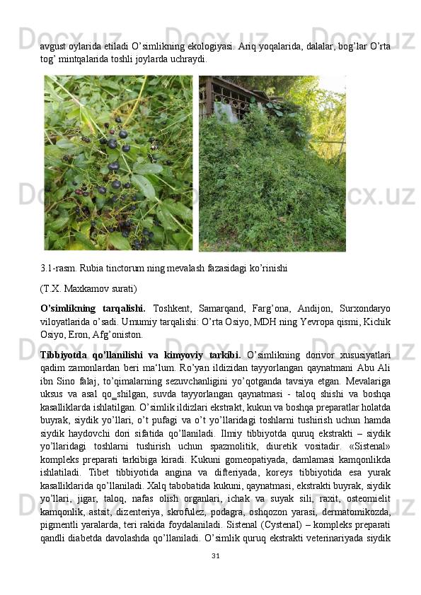 avgust oylarida etiladi O’simlikning ekologiyasi. Ariq yoqalarida, dalalar, bog’lar O’rta
tog’ mintqalarida toshli joylarda uchraydi.
3.1-rasm. Rubia tinctorum ning mevalash fazasidagi ko’rinishi
(T.X. Maxkamov surati)
O’simlikning   tarqalishi.   Toshkent,   Samarqand,   Farg’ona,   Andijon,   Surxondaryo
viloyatlarida o’sadi. Umumiy tarqalishi: O’rta Osiyo, MDH ning Yevropa qismi, Kichik
Osiyo, Eron, Afg’oniston.
Tibbiyotda   qo’llanilishi   va   kimyoviy   tarkibi.   O’simlikning   dorivor   xususiyatlari
qadim   zamonlardan   beri   ma‘lum.   Ro’yan   ildizidan   tayyorlangan   qaynatmani   Abu   Ali
ibn   Sino   falaj,   to’qimalarning   sezuvchanligini   yo’qotganda   tavsiya   etgan.   Mevalariga
uksus   va   asal   qo‗shilgan,   suvda   tayyorlangan   qaynatmasi   -   taloq   shishi   va   boshqa
kasalliklarda ishlatilgan. O’simlik ildizlari ekstrakt, kukun va boshqa preparatlar holatda
buyrak,   siydik   yo’llari,   o’t   pufagi   va   o’t   yo’llaridagi   toshlarni   tushirish   uchun   hamda
siydik   haydovchi   dori   sifatida   qo’llaniladi.   Ilmiy   tibbiyotda   quruq   ekstrakti   –   siydik
yo’llaridagi   toshlarni   tushirish   uchun   spazmolitik,   diuretik   vositadir.   «Sistenal»
kompleks   preparati   tarkibiga   kiradi.   Kukuni   gomeopatiyada,   damlamasi   kamqonlikda
ishlatiladi.   Tibet   tibbiyotida   angina   va   difteriyada,   koreys   tibbiyotida   esa   yurak
kasalliklarida qo’llaniladi. Xalq tabobatida kukuni, qaynatmasi, ekstrakti buyrak, siydik
yo’llari,   jigar,   taloq,   nafas   olish   organlari,   ichak   va   suyak   sili,   raxit,   osteomielit
kamqonlik,   astsit,   dizenteriya,   skrofulez,   podagra,   oshqozon   yarasi,   dermatomikozda,
pigmentli yaralarda, teri rakida foydalaniladi. Sistenal (Cystenal) – kompleks preparati
qandli diabetda davolashda qo’llaniladi. O’simlik quruq ekstrakti veterinariyada siydik
31 