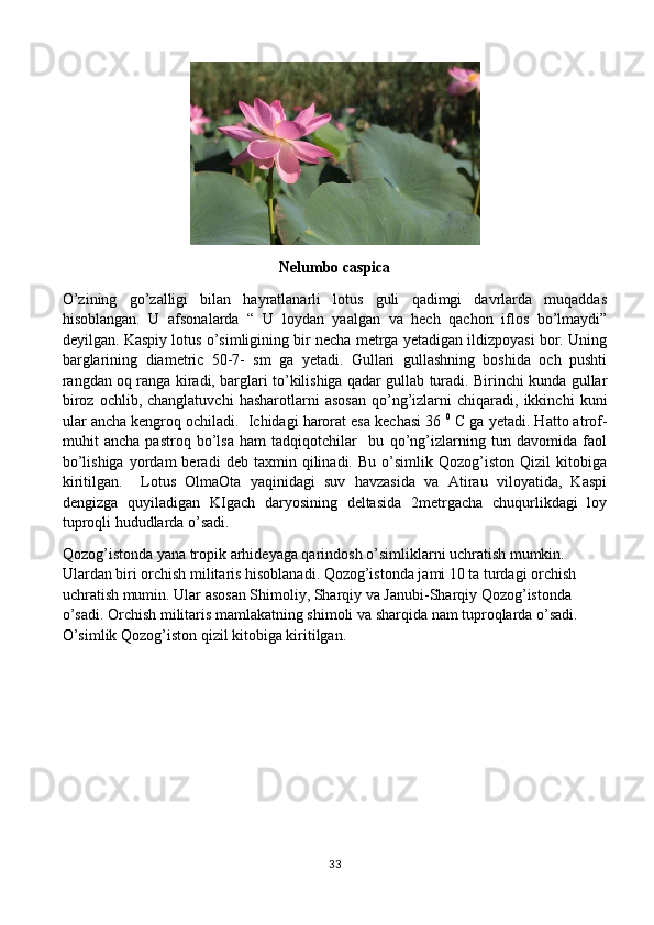 Nelumbo caspica
O’zining   go’zalligi   bilan   hayratlanarli   lotus   guli   qadimgi   davrlarda   muqaddas
hisoblangan.   U   afsonalarda   “   U   loydan   yaalgan   va   hech   qachon   iflos   bo’lmaydi”
deyilgan. Kaspiy lotus o’simligining bir necha metrga yetadigan ildizpoyasi bor. Uning
barglarining   diametric   50-7-   sm   ga   yetadi.   Gullari   gullashning   boshida   och   pushti
rangdan oq ranga kiradi, barglari to’kilishiga qadar gullab turadi. Birinchi kunda gullar
biroz   ochlib,  changlatuvchi   hasharotlarni   asosan   qo’ng’izlarni   chiqaradi,  ikkinchi   kuni
ular ancha kengroq ochiladi.  Ichidagi harorat esa kechasi 36  0
 C ga yetadi. Hatto atrof-
muhit   ancha   pastroq   bo’lsa   ham   tadqiqotchilar     bu   qo’ng’izlarning   tun   davomida   faol
bo’lishiga   yordam   beradi   deb  taxmin   qilinadi.  Bu   o’simlik  Qozog’iston   Qizil   kitobiga
kiritilgan.     Lotus   OlmaOta   yaqinidagi   suv   havzasida   va   Atirau   viloyatida,   Kaspi
dengizga   quyiladigan   KIgach   daryosining   deltasida   2metrgacha   chuqurlikdagi   loy
tuproqli hududlarda o’sadi. 
Qozog’istonda yana tropik arhideyaga qarindosh o’simliklarni uchratish mumkin. 
Ulardan biri orchish militaris hisoblanadi. Qozog’istonda jami 10 ta turdagi orchish 
uchratish mumin. Ular asosan Shimoliy, Sharqiy va Janubi-Sharqiy Qozog’istonda 
o’sadi. Orchish militaris mamlakatning shimoli va sharqida nam tuproqlarda o’sadi. 
O’simlik Qozog’iston qizil kitobiga kiritilgan. 
33 