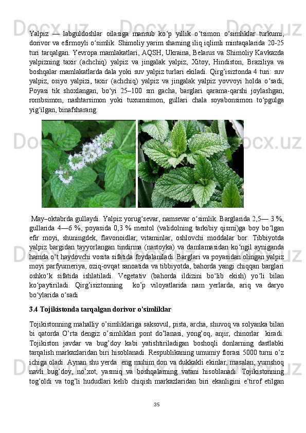 Yalpiz   —   labguldoshlar   oilasiga   mansub   ko p   yillik   o tsimon   o simliklar   turkumi,ʻ ʻ ʻ
dorivor va efirmoyli o simlik. Shimoliy yarim sharning iliq iqlimli mintaqalarida 20-25	
ʻ
turi tarqalgan. Yevropa mamlakatlari, AQSH, Ukraina, Belarus va Shimoliy Kavkazda
yalpizning   taxir   (achchiq)   yalpiz   va   jingalak   yalpiz,   Xitoy,   Hindiston,   Braziliya   va
boshqalar mamlakatlarda dala yoki suv yalpiz turlari ekiladi. Qirg’isiztonda 4 turi: suv
yalpiz,   osiyo   yalpizi,   taxir   (achchiq)   yalpiz   va   jingalak   yalpiz   yovvoyi   holda   o sadi,	
ʻ
Poyasi   tik   shoxlangan,   bo yi   25–100   sm   gacha,   barglari   qarama-qarshi   joylashgan,	
ʻ
rombsimon,   nashtarsimon   yoki   tuxumsimon,   gullari   chala   soyabonsimon   to pgulga	
ʻ
yig ilgan, binafsharang.	
ʻ
         
 May–oktabrda gullaydi. Yalpiz yorug sevar, namsevar o simlik. Barglarida 2,5— 3 %,	
ʻ ʻ
gullarida   4—6   %,   poyasida   0,3   %   mentol   (validolning   tarkibiy   qismi)ga   boy   bo lgan	
ʻ
efir   moyi,   shuningdek,   flavonoidlar,   vitaminlar,   oshlovchi   moddalar   bor.   Tibbiyotda
yalpiz   bargidan   tayyorlangan   tindirma   (nastoyka)   va   damlamasidan   ko ngil   ayniganda	
ʻ
hamda o t haydovchi vosita sifatida foydalaniladi. Barglari va poyasidan olingan yalpiz	
ʻ
moyi parfyumeriya, oziq-ovqat sanoatida va tibbiyotda, bahorda yangi chiqqan barglari
oshko k   sifatida   ishlatiladi.   Vegetativ   (bahorda   ildizini   bo lib   ekish)   yo li   bilan	
ʻ ʻ ʻ
ko paytiriladi.   Qirg’isiztonning     ko’p   viloyatlarida   nam   yerlarda,   ariq   va   daryo	
ʻ
bo ylarida o sadi
ʻ ʻ
3.4 Tojikistonda tarqalgan dorivor o’simliklar
Tojikistonning mahalliy o’simliklariga saksovul, pista, archa, shuvoq va solyanka bilan
bi   qatorda   O’rta   dengiz   o’simliklari   pont   do’lanasi,   yong’oq,   anjir,   chinorlar     kiradi.
Tojikiston   javdar   va   bug’doy   kabi   yatishtiriladigan   boshoqli   donlarning   dastlabki
tarqalish markazlaridan biri hisoblanadi. Respublikaning umumiy florasi 5000 turni o’z
ichiga oladi. Aynan shu yerda   eng muhim don va dukkakli ekinlar, masalan; yumshoq
navli   bug’doy,   no’xot,   yasmiq   va   boshqalarning   vatani   hisoblanadi.   Tojikistonning
tog’oldi   va   tog’li   hududlari   kelib   chiqish   markazlaridan   biri   ekanligini   e’tirof   etilgan
35 