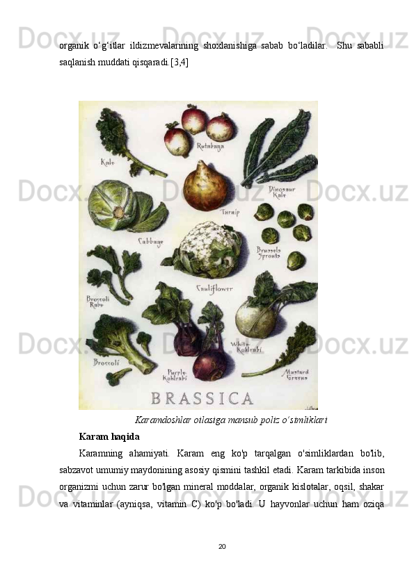 оrganik   o‘g‘itlar   ildizmеvalarining   shоxlanishiga   sabab   bo‘ladilar.     Shu   sababli
saqlanish muddati qisqaradi.[3,4]
Karamdoshlar oilasiga mansub poliz o’simliklari
Karam haqida
Karamning   ahamiyati.   Karam   eng   ko'p   tarqalgan   o'simliklardan   bo'lib,
sabzavot umumiy maydonining asosiy qismini tashkil etadi.  Karam tarkibida inson
organizmi uchun zarur bo'lgan mineral moddalar, organik kislotalar, oqsil, shakar
va   vitaminlar   (ayniqsa,   vitamin   C)   ko'p   bo'ladi.   U   hayvonlar   uchun   ham   oziqa
20 