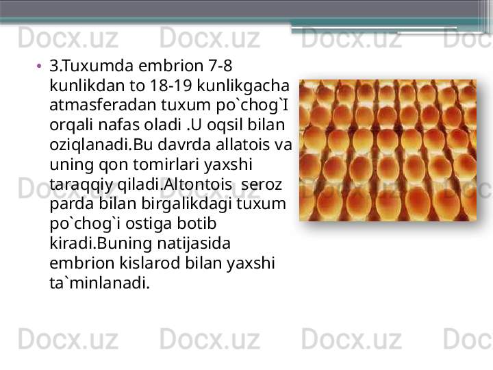 •
3.Tuxumda embrion 7-8 
kunlikdan to 18-19 kunlikgacha 
atmasferadan tuxum po`chog`I 
orqali nafas oladi .U oqsil bilan 
oziqlanadi.Bu davrda allatois va 
uning qon tomirlari yaxshi 
taraqqiy qiladi.Altontois  seroz 
parda bilan birgalikdagi tuxum 
po`chog`i ostiga botib 
kiradi.Buning natijasida 
embrion kislarod bilan yaxshi 
ta`minlanadi. 
                       