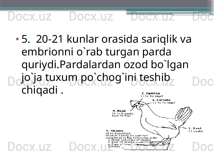 •
5.  20-21 kunlar orasida sariqlik va 
embrionni o`rab turgan parda 
quriydi.Pardalardan ozod bo`lgan 
jo`ja tuxum po`chog`ini teshib 
chiqadi .