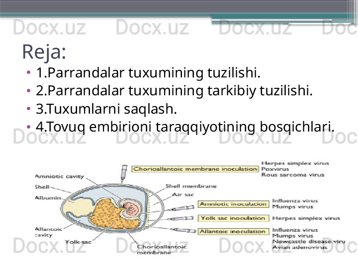 Reja:
•
1.Parrandalar tuxumining tuzilishi.
•
2.Parrandalar tuxumining tarkibiy tuzilishi.
•
3.Tuxumlarni saqlash.
•
4.Tovuq embirioni taraqqiyotining bosqichlari.                     