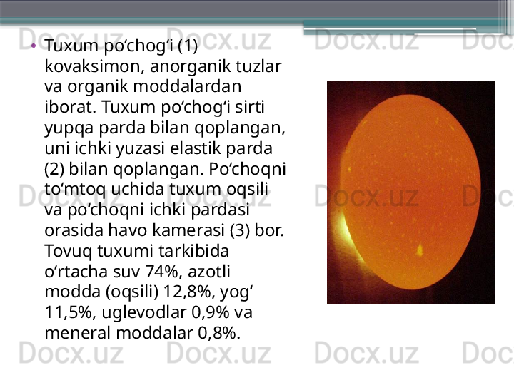 •
Tuxum po‘chog‘i (1) 
kovaksimon, anorganik tuzlar 
va organik moddalardan 
iborat. Tuxum po‘chog‘i sirti 
yupqa parda bilan qoplangan, 
uni ichki yuzasi elastik parda 
(2) bilan qoplangan. Po‘choqni 
to‘mtoq uchida tuxum oqsili 
va po‘choqni ichki pardasi 
orasida havo kamerasi (3) bor. 
Tovuq tuxumi tarkibida 
o‘rtacha suv 74%, azotli 
modda (oqsili) 12,8%, yog‘ 
11,5%, uglevodlar 0,9% va 
meneral moddalar 0,8%.