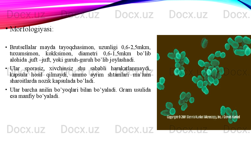 •
Morfologiyasi:
•
Brutsellalar  mayda  tayoqchasimon,  uzunligi  0,6-2,5mkm, 
tuxumsimon,  kokksimon,  diametri  0,6-1,5mkm  bo’lib 
alohida ,juft –juft, yoki guruh-guruh bo’lib joylashadi.
•
Ular  sporasiz,  xivchinsiz  shu  sababli  harakatlanmaydi, 
kapsula  hosil  qilmaydi,  ammo  ayrim  shtamlari  ma’lum 
sharoitlarda nozik kapsulada bo’ladi. 
•
Ular  barcha  anilin  bo’yoqlari  bilan  bo’yaladi.  Gram  usulida 
esa manfiy bo’yaladi. 