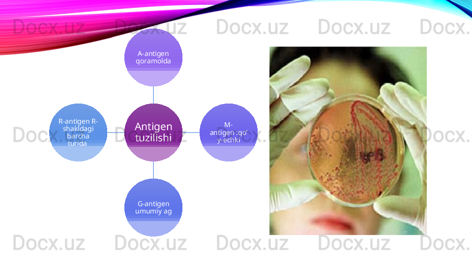 Antigen 
tuzilishi A-antigen 
qoramolda
M-
antigen :qo’
y-echki
G-antigen 
umumiy agR-antigen R-
shakldagi 
barcha 
turida  