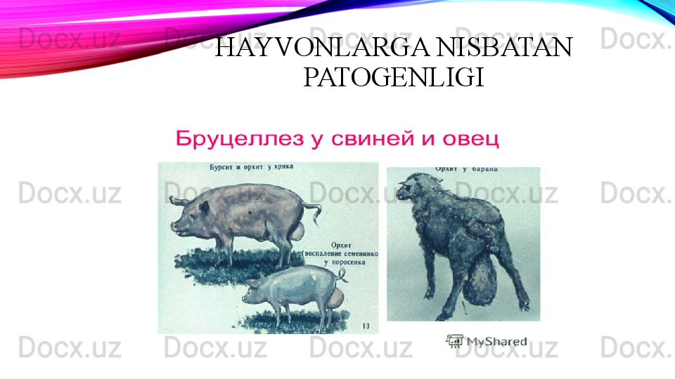 HAYVONLARGA NISBATAN 
PATOGENLIGI