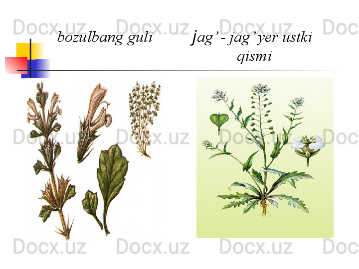 bozulbang guli            j ag’ - jag’ y е r ustki       
                                               qismi