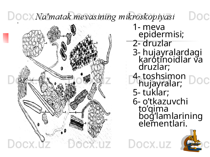 Na'matak mevasining mikroskopiyasi
1- meva 
epidermisi;
2- druzlar
3- hujayralardagi 
karotinoidlar va 
druzlar;
4- toshsimon 
hujayralar;
5- tuklar;
6- o’tkazuvchi 
to’qima 
bog’lamlarining 
elementlari.