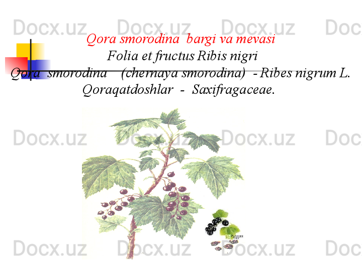 Qora smorodina  bargi va m е vasi
 Folia et fructus Ribis nigri
Qora  smorodina    (chernaya smorodina)  - Ribes nigrum L.
Qoraqatdoshlar  -  Saxifragaceae .   