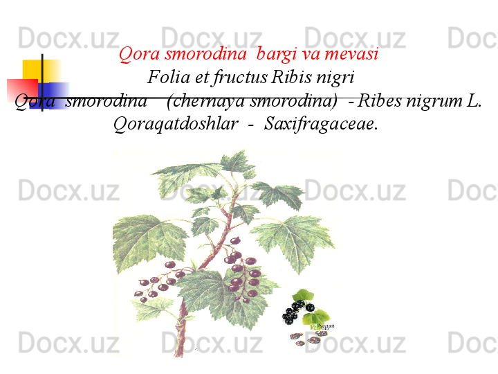 Qora smorodina  bargi va m е vasi
 Folia et fructus Ribis nigri
Qora  smorodina    (chernaya smorodina)  - Ribes nigrum L.
Qoraqatdoshlar  -  Saxifragaceae .