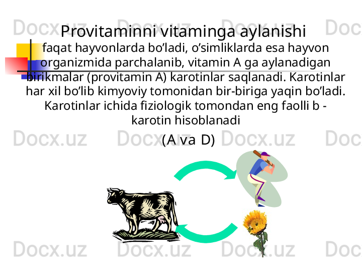 Provitaminni vitaminga aylanishi 
faqat hayvonlarda bo’ladi, o’simliklarda esa hayvon 
organizmida parchalanib, vitamin A ga aylanadigan 
birikmalar (provitamin A) karotinlar saqla na di. Karotinlar 
har xil bo’lib kimyoviy tomonidan bir-biriga yaqin bo’ladi. 
Karotinlar ichida fiziologik tomondan eng faolli b - 
karotin hisoblanadi
( A v a D ) 