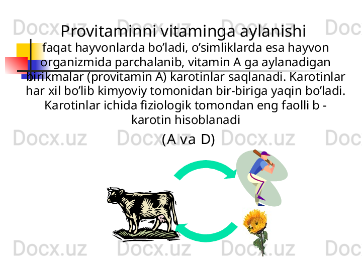 Provitaminni vitaminga aylanishi 
faqat hayvonlarda bo’ladi, o’simliklarda esa hayvon 
organizmida parchalanib, vitamin A ga aylanadigan 
birikmalar (provitamin A) karotinlar saqla na di. Karotinlar 
har xil bo’lib kimyoviy tomonidan bir-biriga yaqin bo’ladi. 
Karotinlar ichida fiziologik tomondan eng faolli b - 
karotin hisoblanadi
( A v a D )