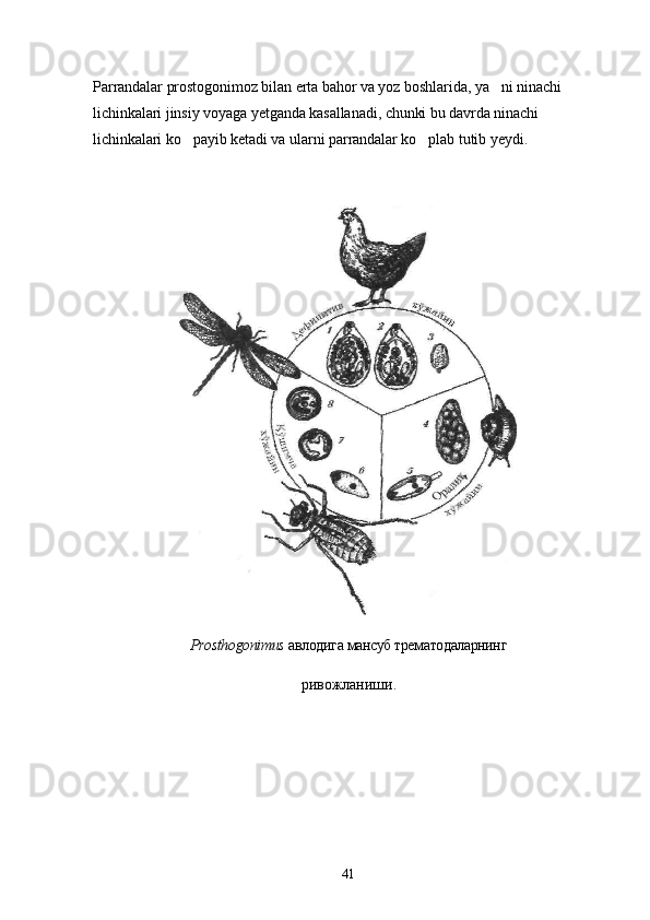 Parrandalar prostogonimoz bilan erta bahor va yoz boshlarida, ya ni ninachi 
lichinkalari jinsiy voyaga yetganda kasallanadi, chunki bu davrda ninachi 
lichinkalari ko payib ketadi va ularni parrandalar ko plab tutib yeydi.	
 
Prosthogonimus   авлодига мансуб трематодаларнинг
ривожланиши.
41 