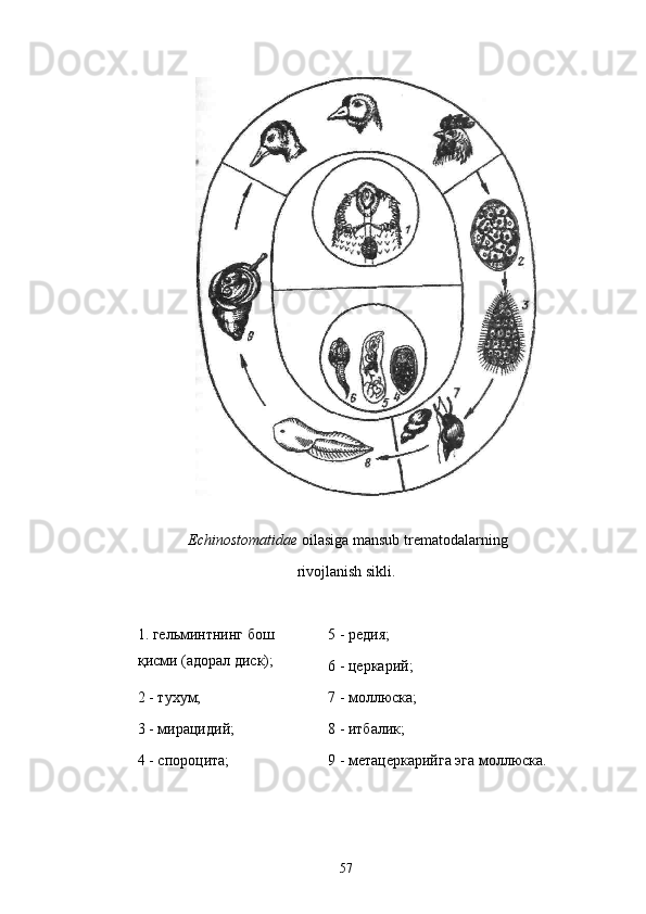   Echinostomatidae  oilasiga mansub trematodalar ning
rivojlanish sikli.
1 .  гельминтнинг бош 
қ исми (адорал диск); 5 - реди я ;
6 - церкарий;
2 - тухум; 7 - моллюска;
3 - мирацидий; 8 - итбалик;
4 - спороцита; 9 - метацеркарийга эга моллюска.
57 